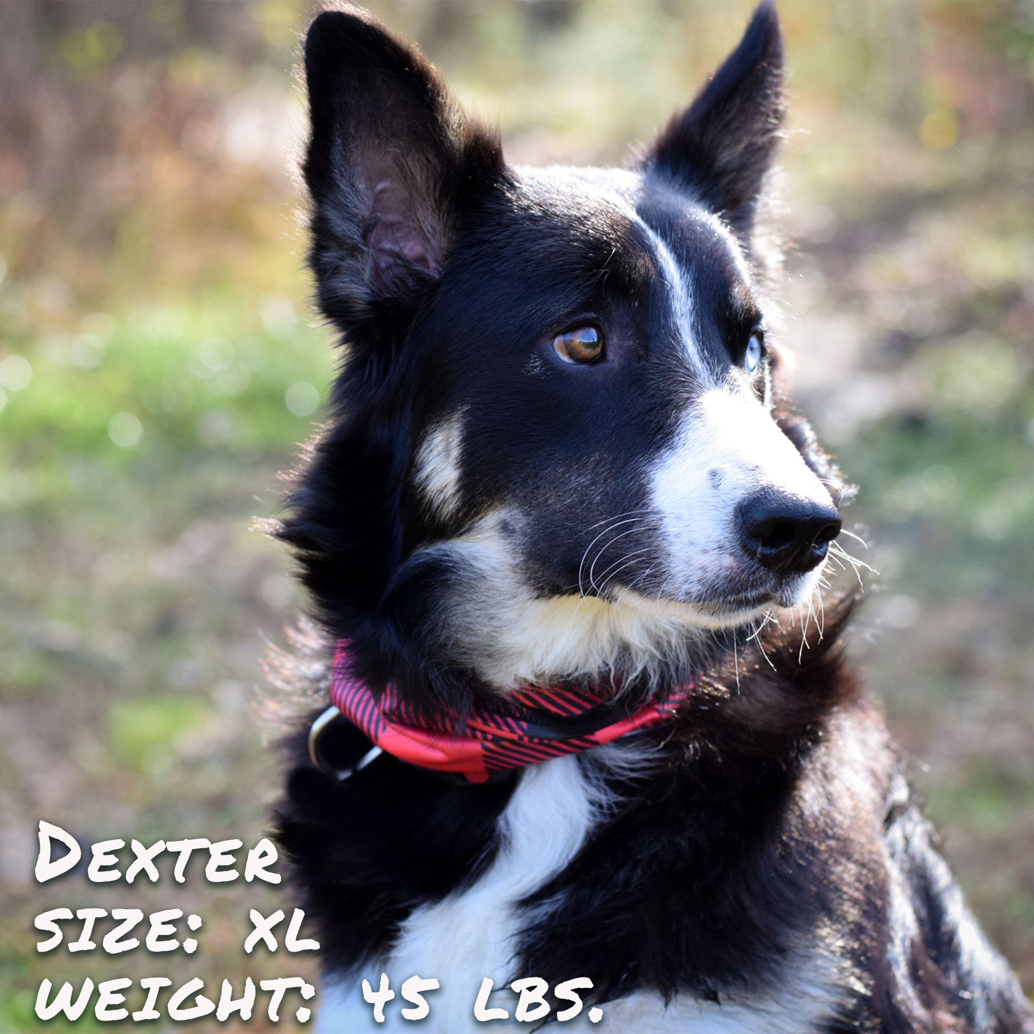 Buffalo Plaid Pup Scruff