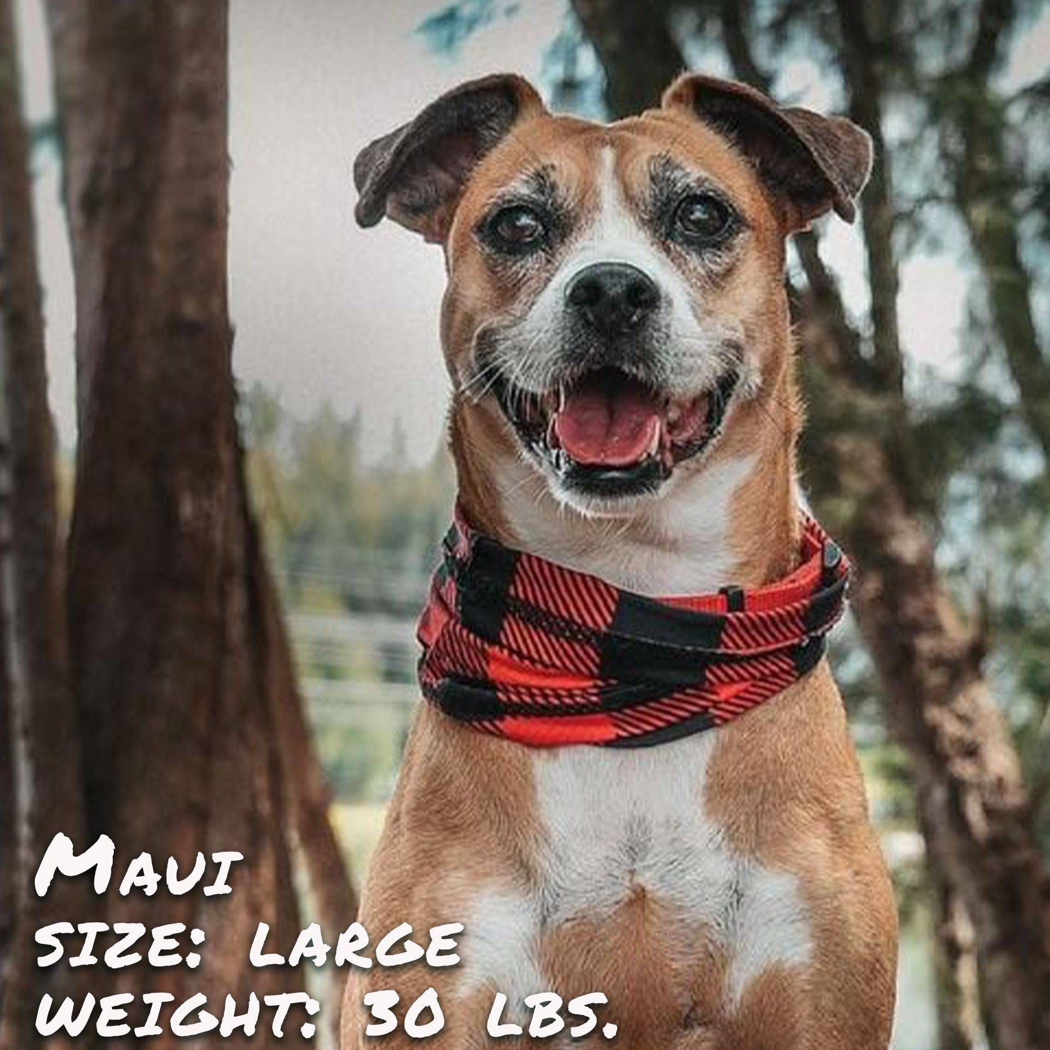 Buffalo Plaid Pup Scruff